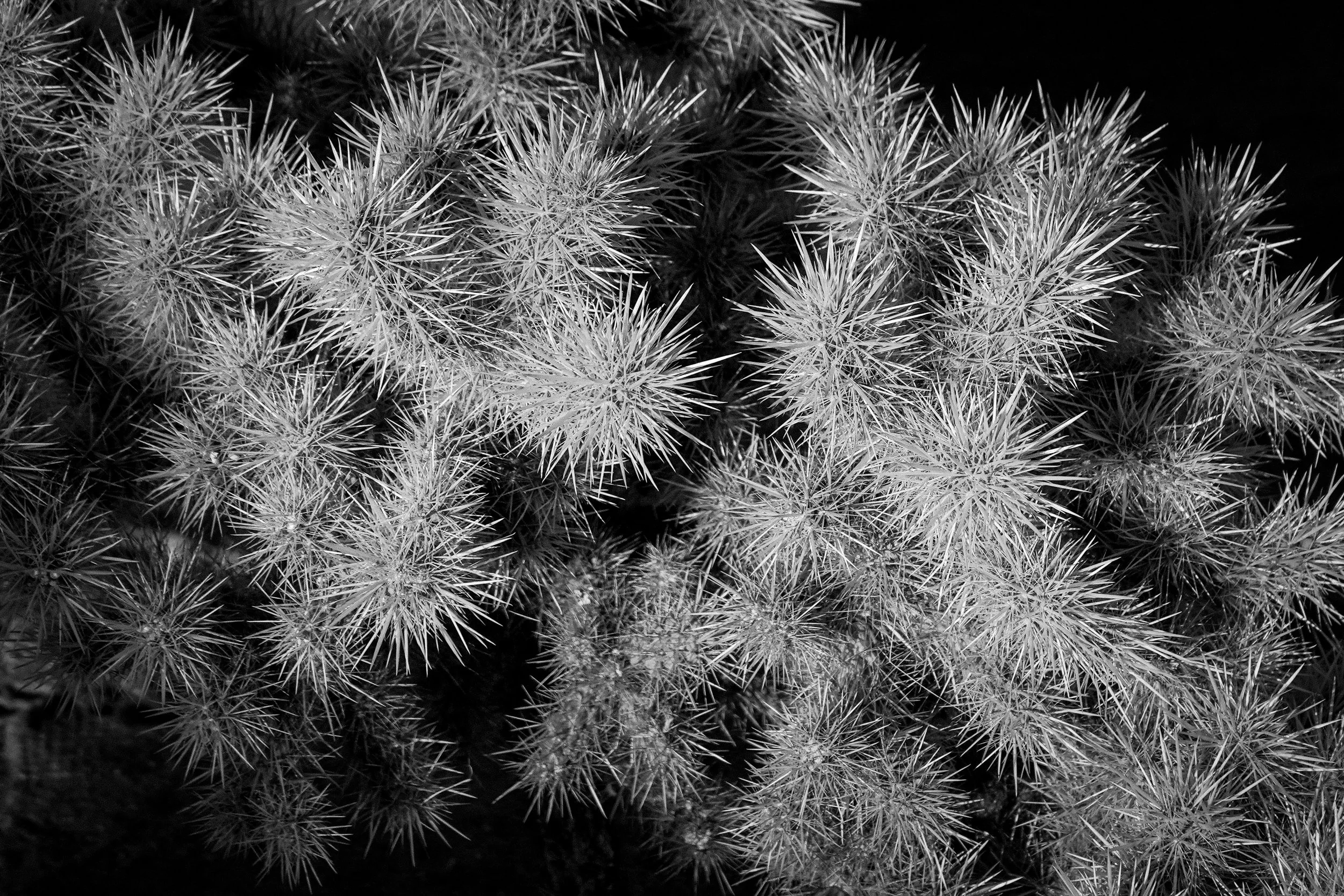 SILVER CHOLLA
