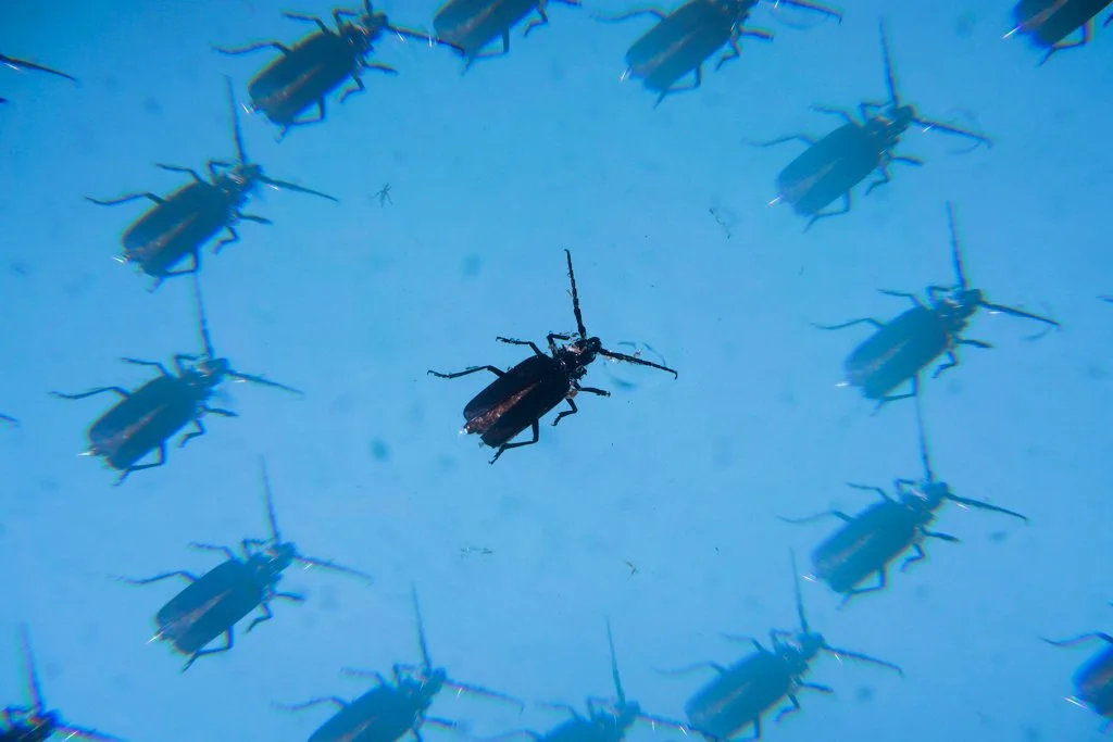  PALM SPRINGS, CA ✧ 2022 