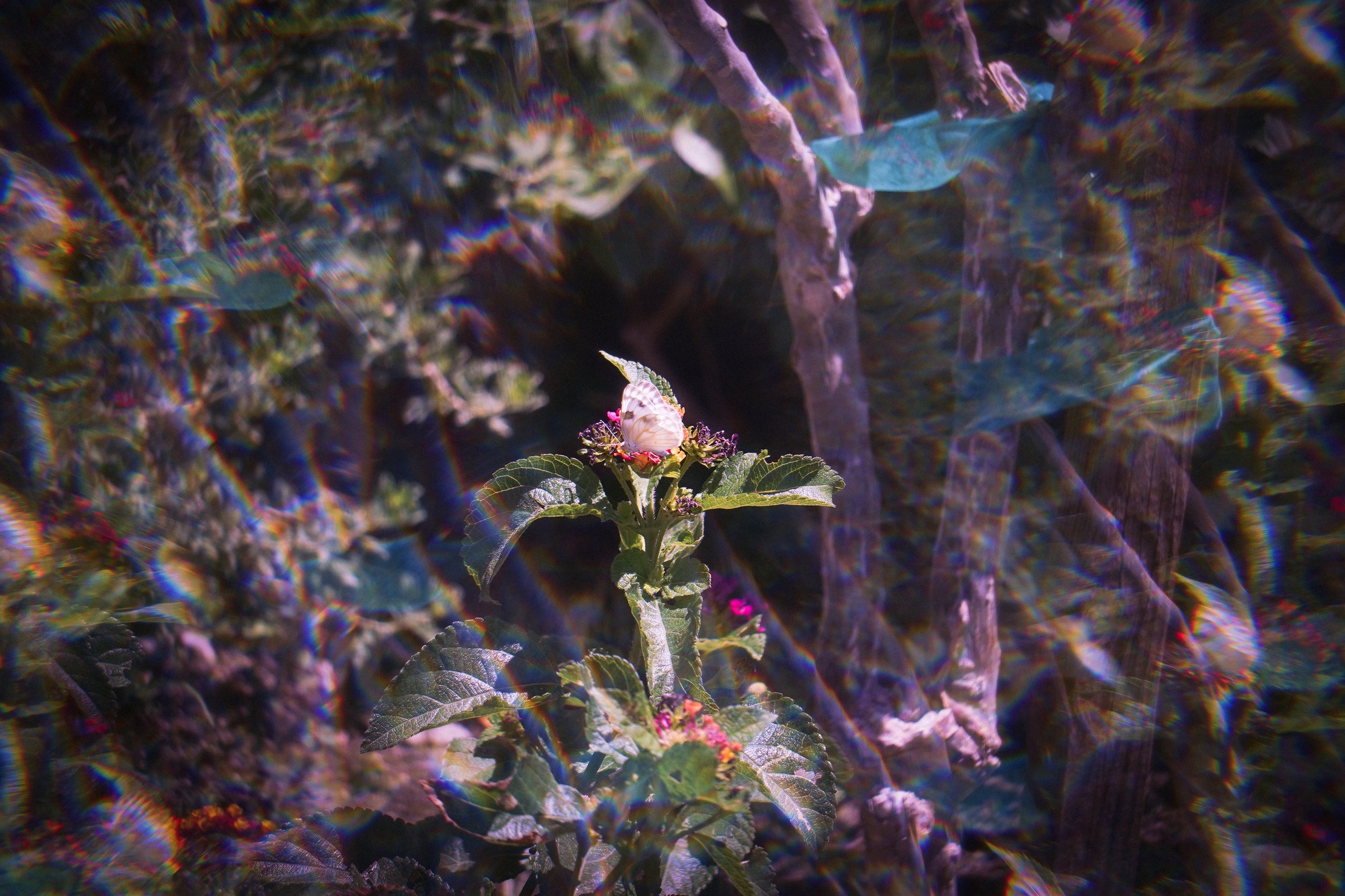  PALM SPRINGS, CA ✧ 2022 