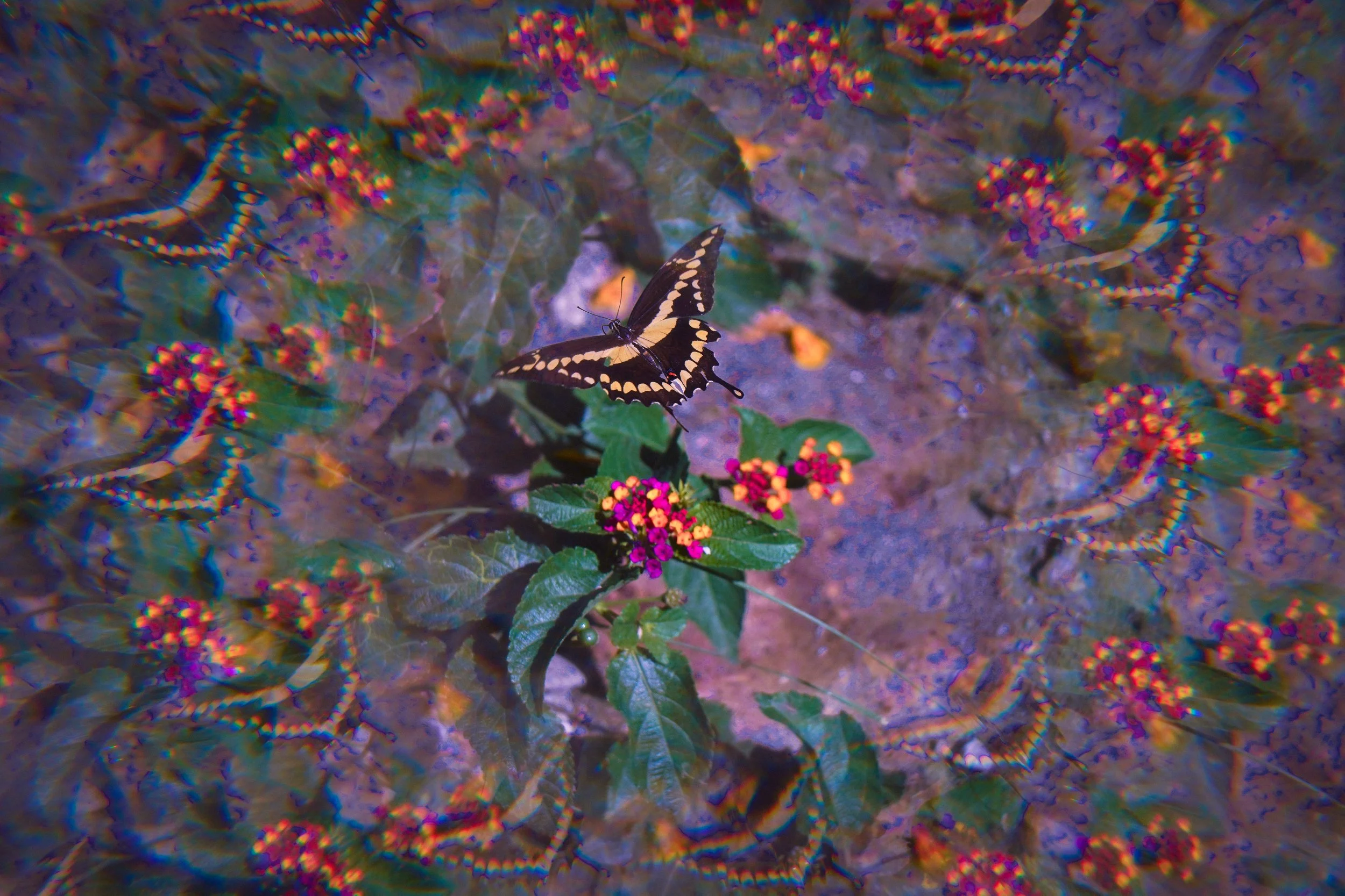  PALM SPRINGS, CA ✧ 2022 