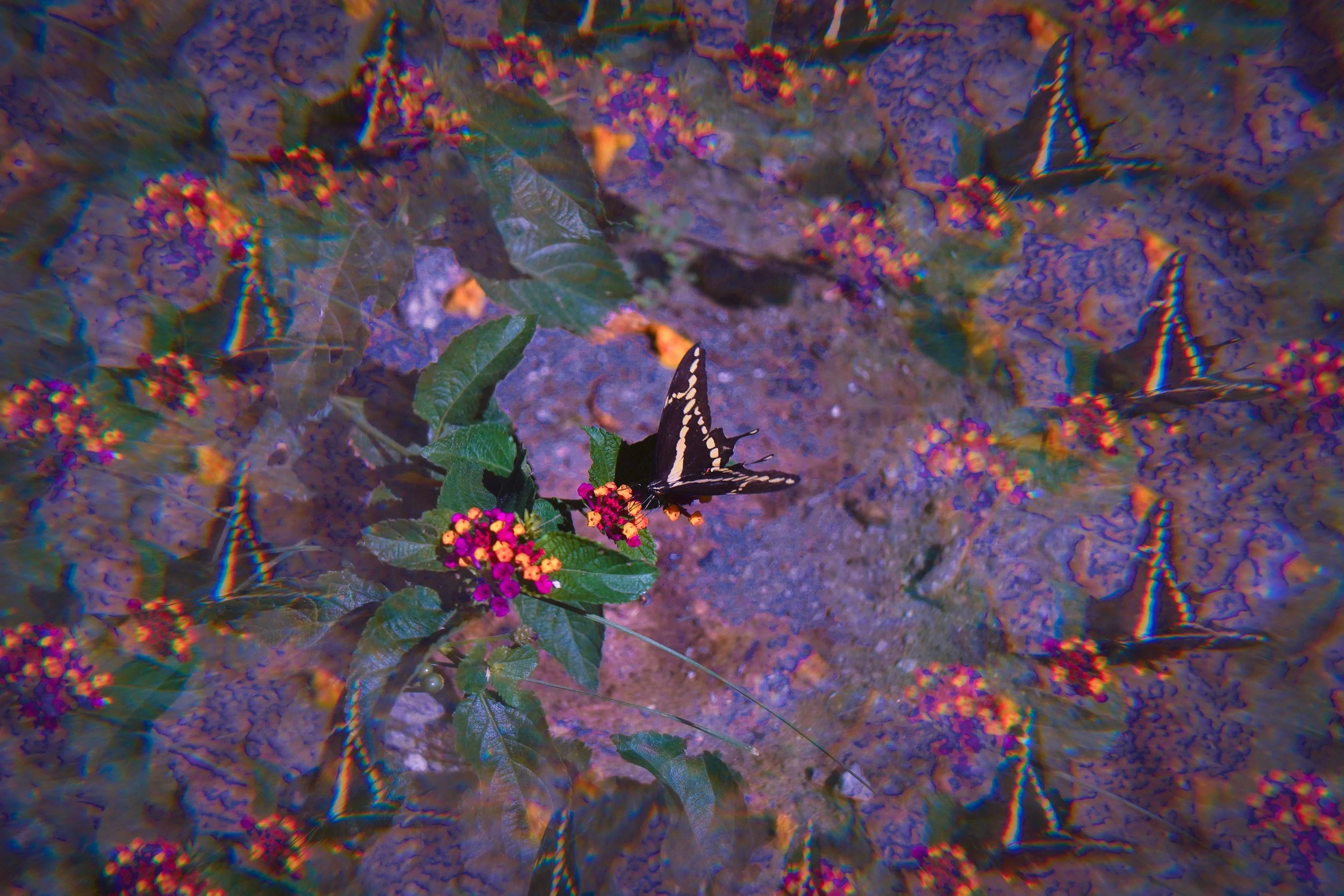  PALM SPRINGS, CA ✧ 2022 