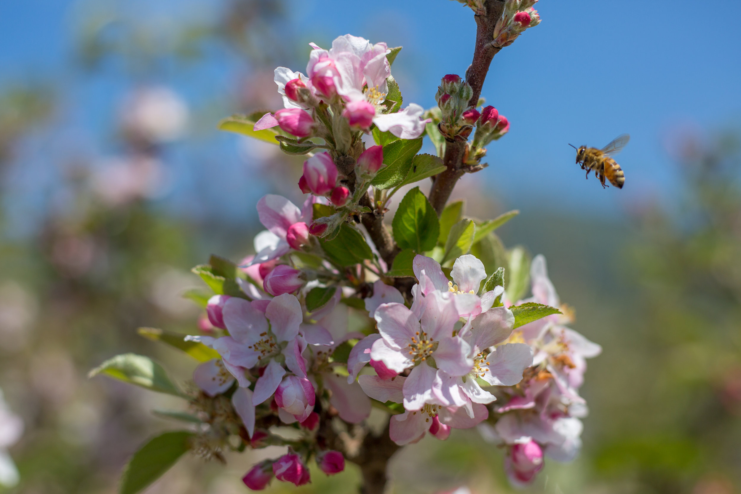 gizdich lunch and blossoms-18.jpg