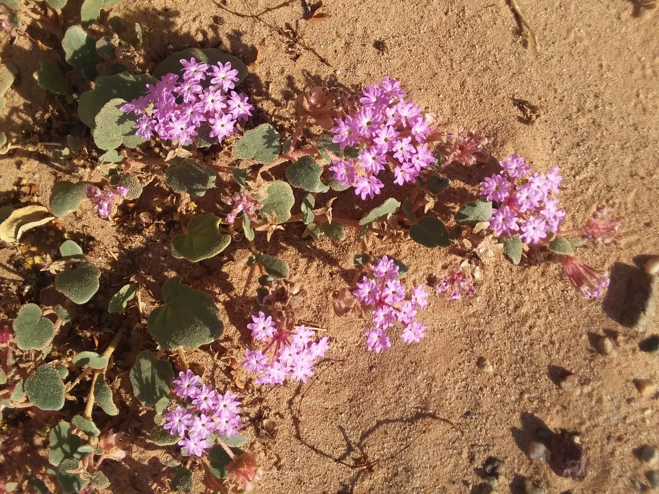 20171203_135216.jpg