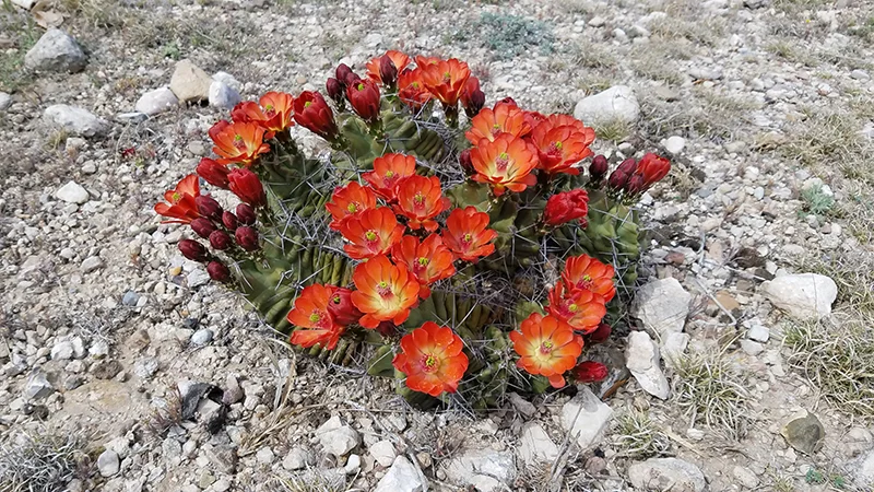 RioGrande2018_0202.jpg