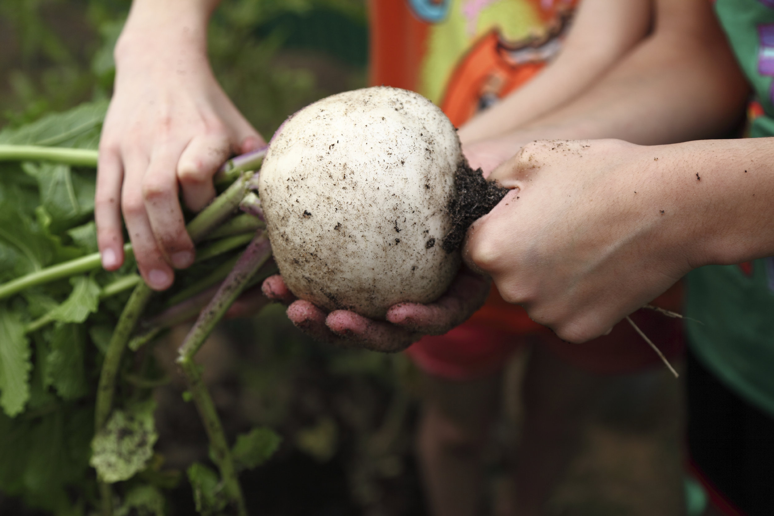 kids with turnip.jpg