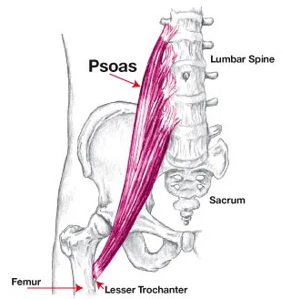 Psoas-Anotomical-diagram.jpg