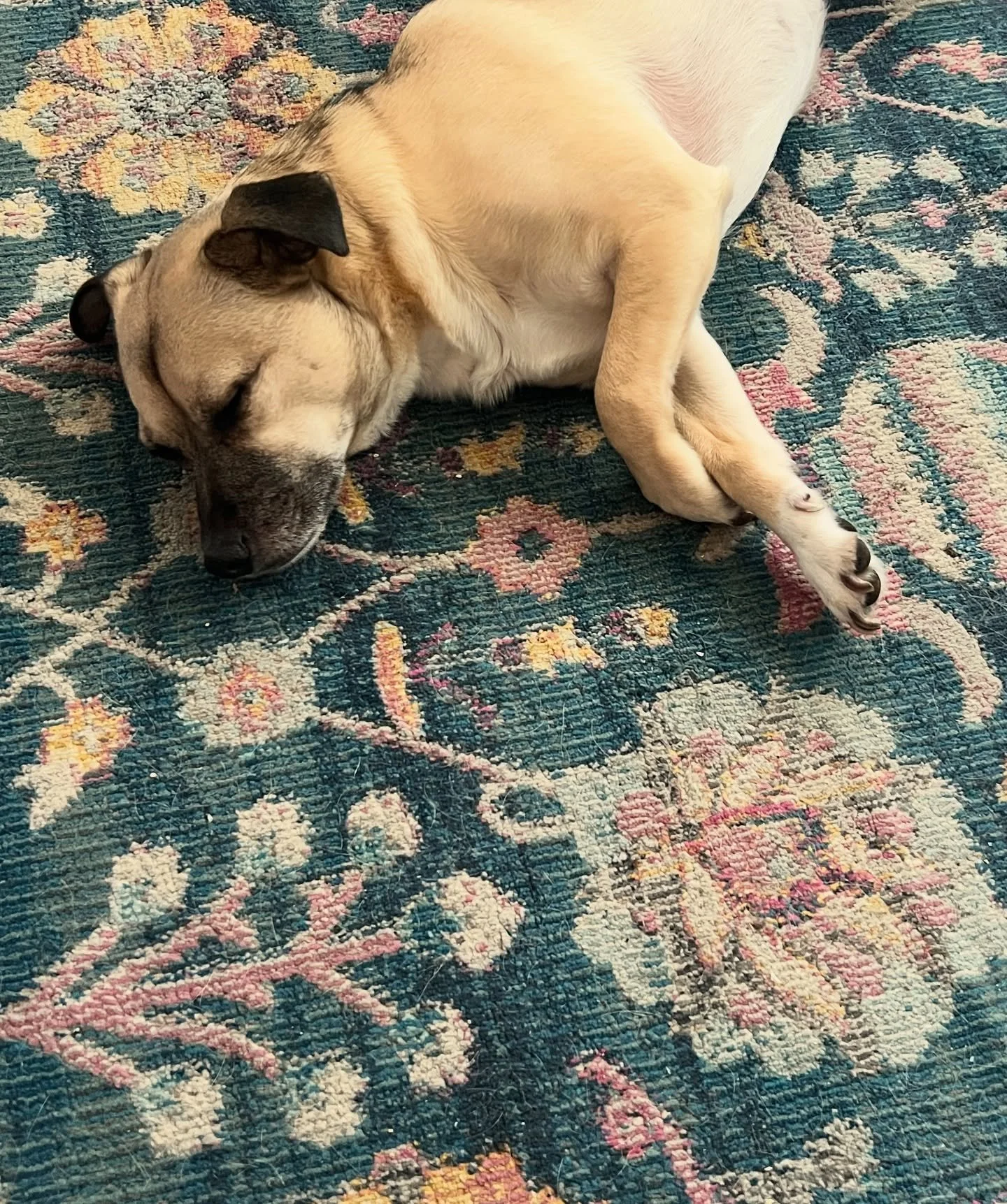 Calling this one &ldquo;The Unlikely (and Very Temporary) Elegance of a Chug (Crossed Paws)&rdquo; (aka a chihuahua/pug, aka Stanley aka Stanman aka Stanley Poochie, aka Stanford). I love him so much. #dog #doglovers #stanleypoochie