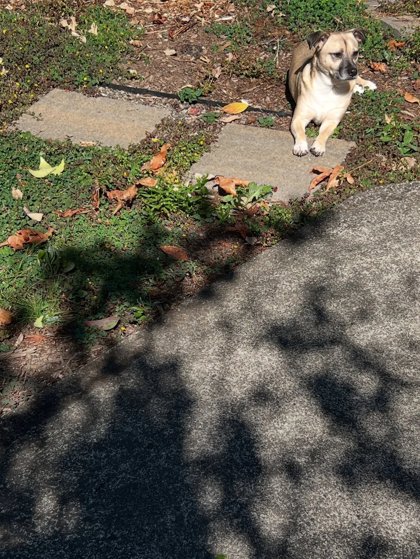 Stan soaking up the summer sun while he can. Also, I love @dannybarnesbanjo. That is all ❤️ #sundog #dannybarnes