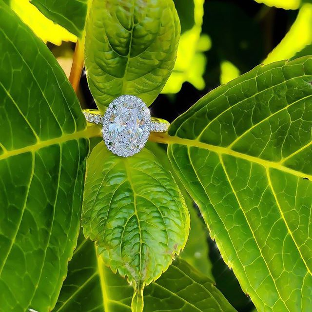 Dreaming of warmer weather 🥶🙇🏻&zwj;♂️...and about ten more of these pretty ovals! ✨😍💎✨
&bull;
&bull;
&bull;
#Shesaidyes #Love #Proposal #Oval #Beauty #Design #Style #Engaged #Bespoke #Instarings #GIA #Diamondring #Bridal #She_saidyes #Thecaratcl