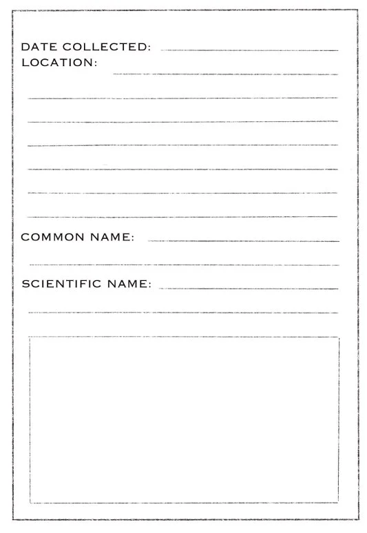 field card_19.jpg