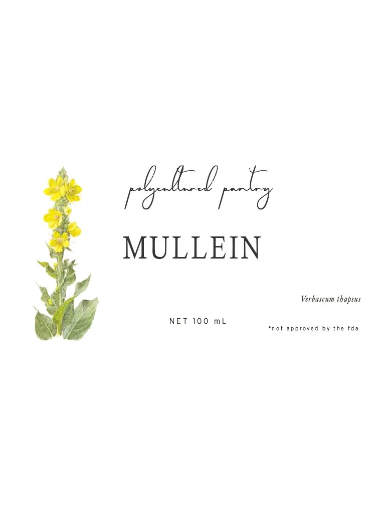 mullein.jpg