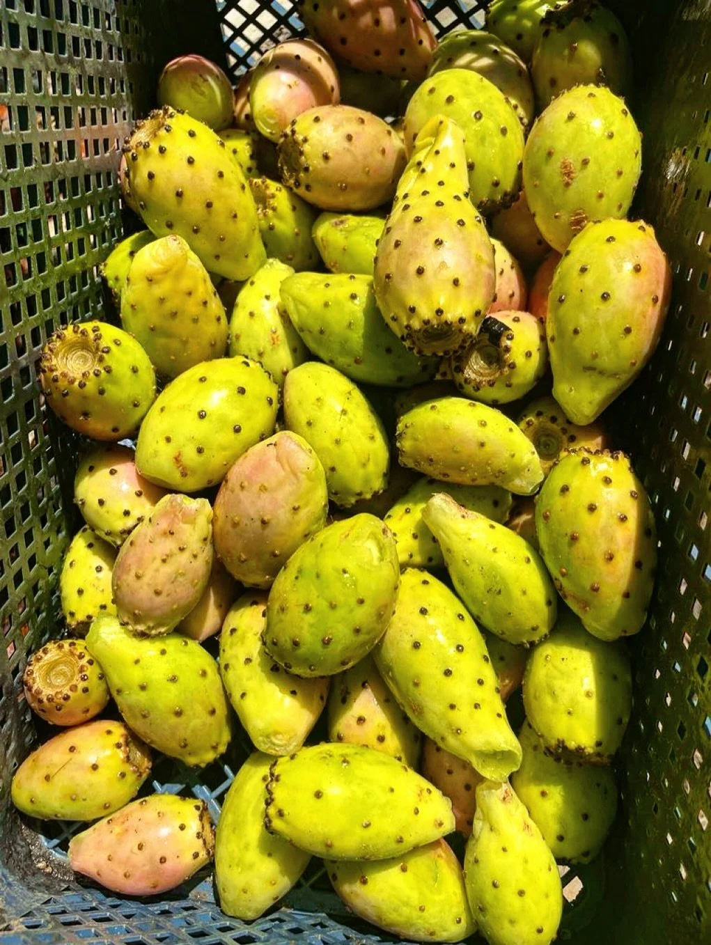 Figo-da-&iacute;ndia (Opuntia ficus-indica)