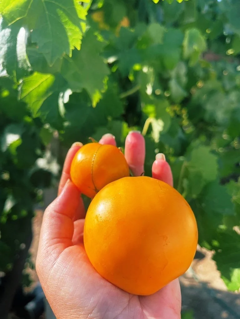 Oxheart Orange