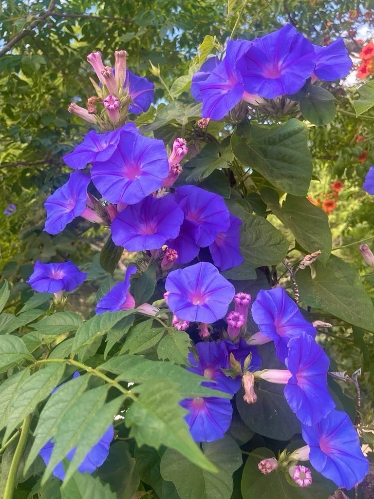 Mornin, glories