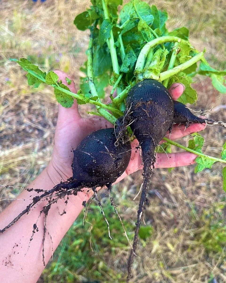 Black Spanish Radishes