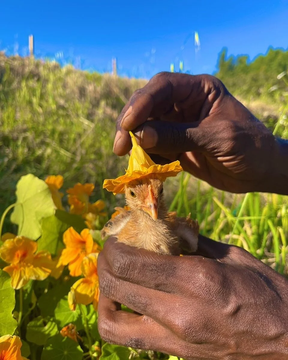 Nasturtium season