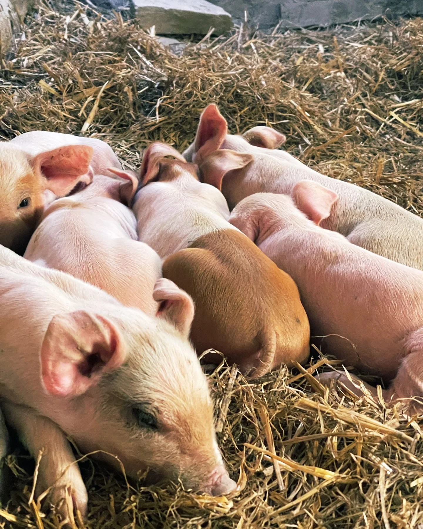 It&rsquo;s been an exciting week welcoming the piglets to the farm #porcos