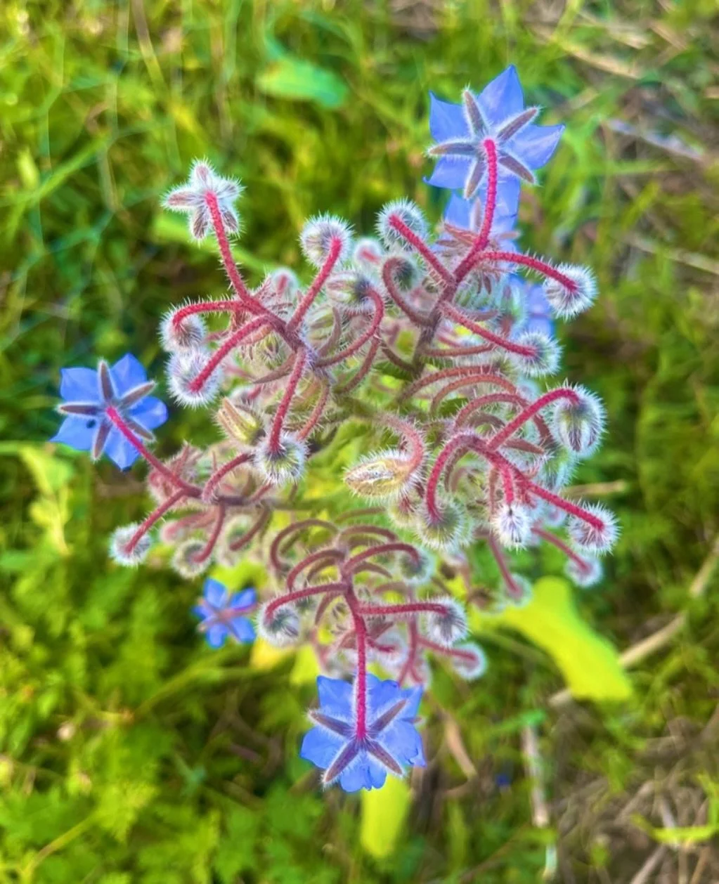 Borage flowers 🥰