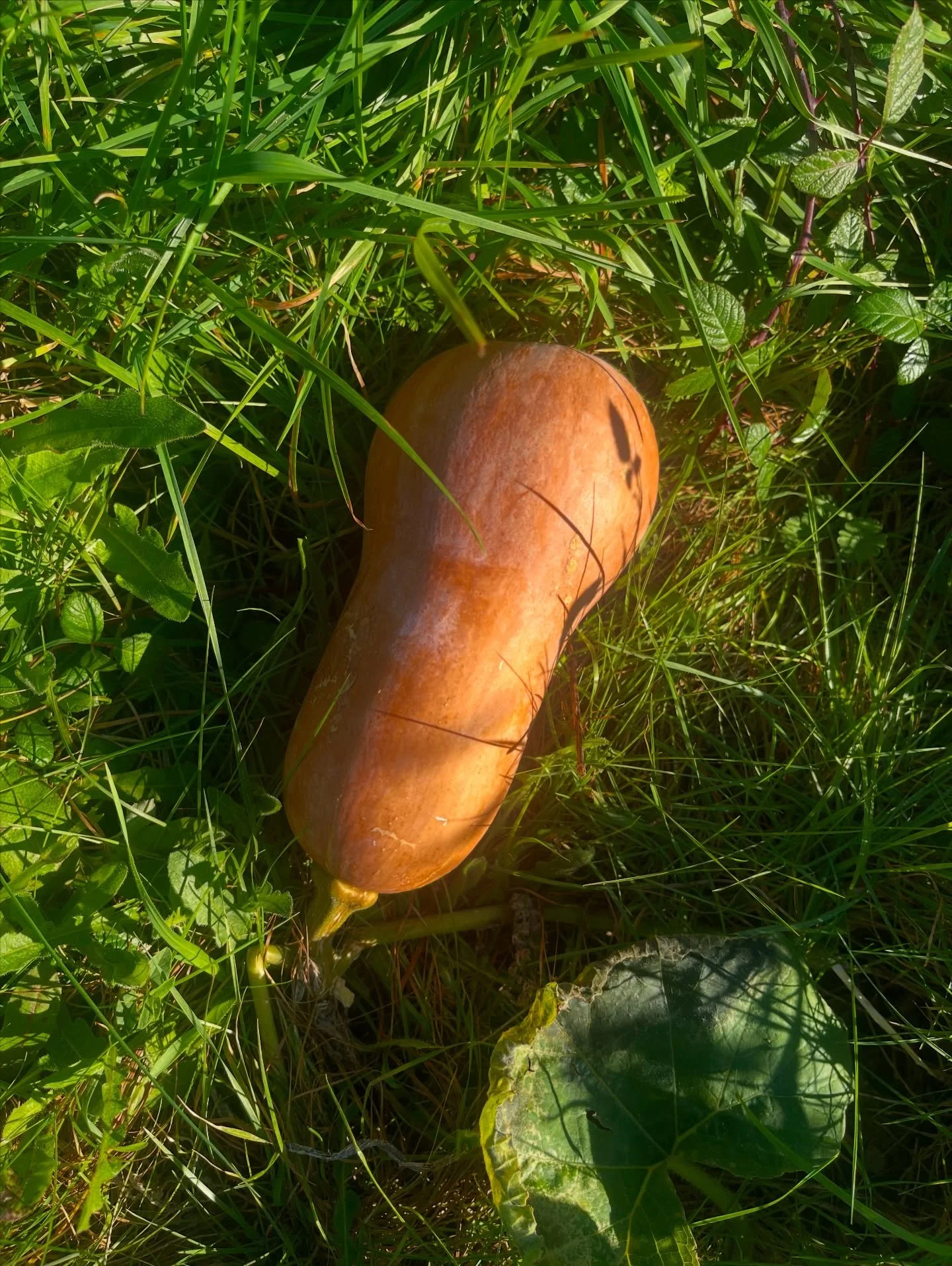 Butternut squash ripening in the garden