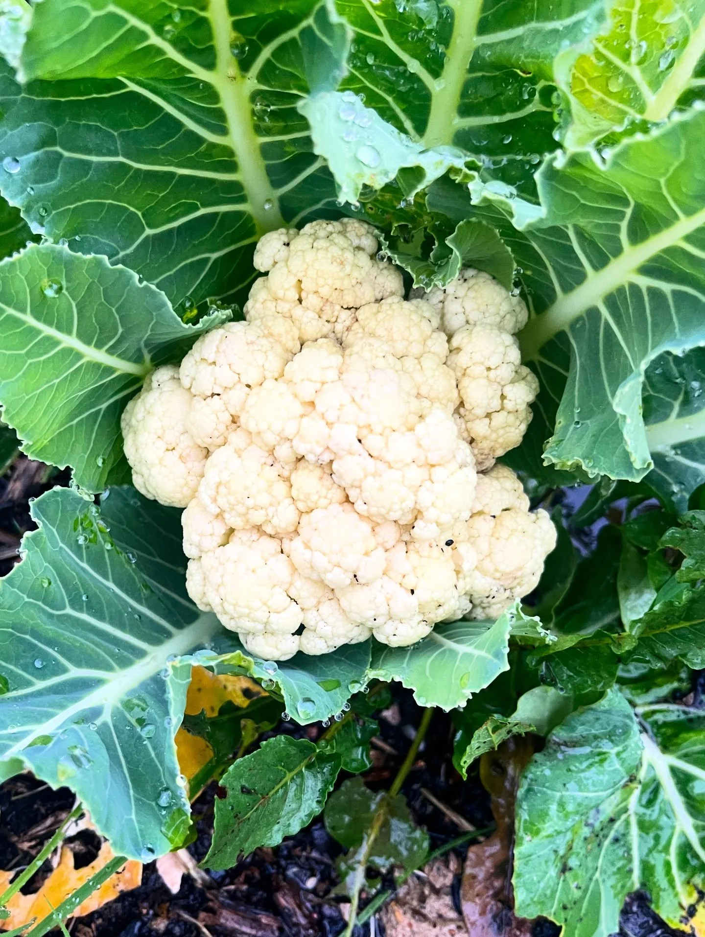 Cauliflower success