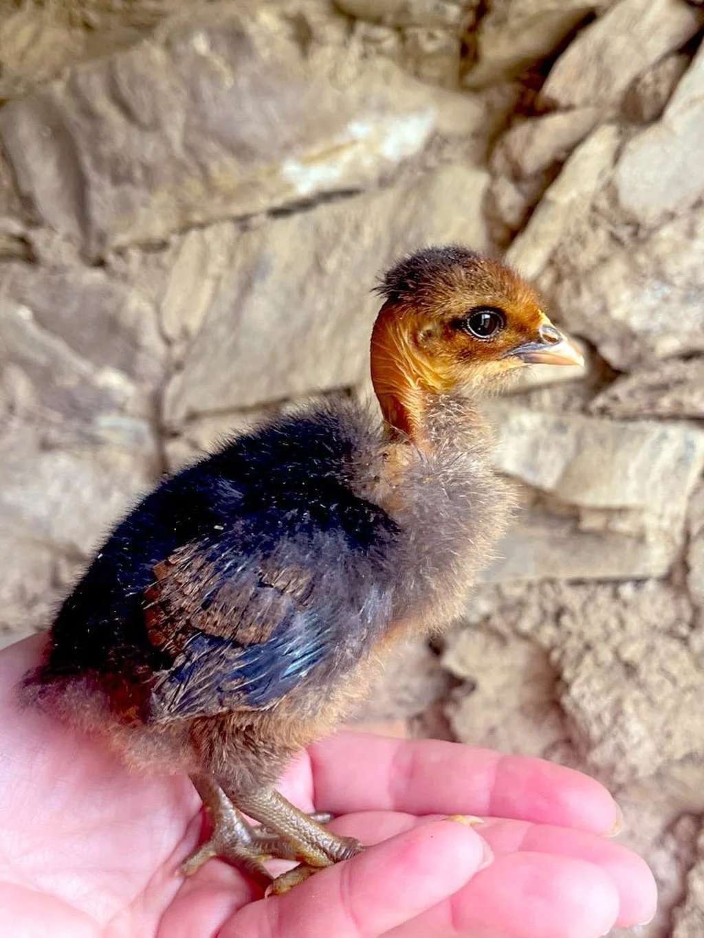 new life is arriving 🐣