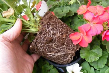 Selecting Annuals roots.jpg