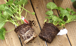 Rootbound-Annual-Pot.gif
