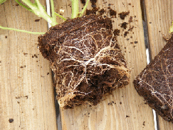 Break-Roots-Annual-Pot.gif