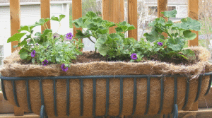 Flowerheads-Removed by Midwest Gardening.gif