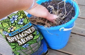mulching annual pots.jpg