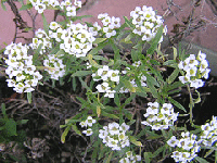 White-Swee-Alyssum-Annual.gif
