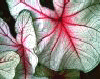 caldium.gif