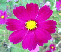 cosmos.gif