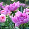 dahlia.gif