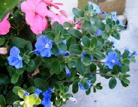 Evolvulus-glomeratus——Blue-Daze中西部公司Gardener.gif