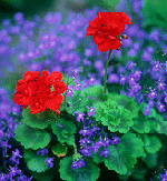 Geranium-zonal---lobelia.gif