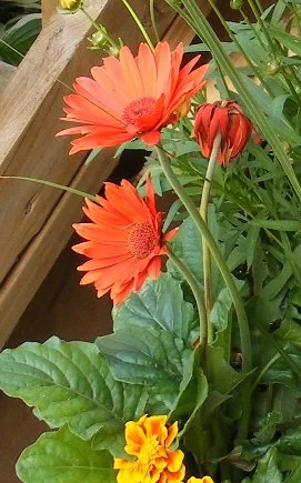 Gerbera Daisy by tog.jpg