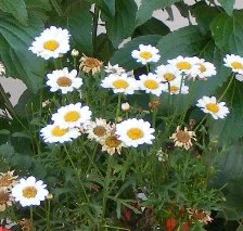 Madeira White Imp Argyranthemum annual by tog.jpg