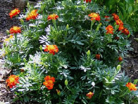 French-Marigold-by 万博游戏app下载Midwest gardens .gif