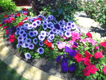 petunias.gif