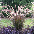 Purple-Fountain-Grass.gif