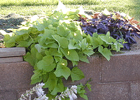 Sweet-Potatoe-Vines.gif
