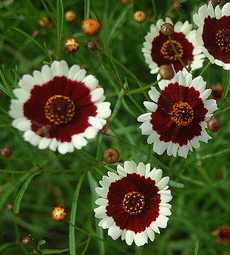 Coreopsis--Jive--annual-by-Sharon-K.gif