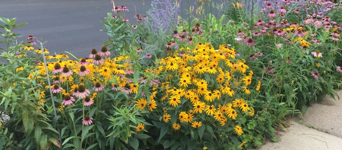 Midwest Gardening Best Low Maintenance Hardy Perennials For Cold