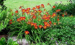 Daylily by Norma Nack.png