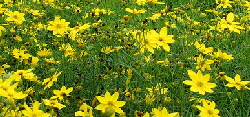 Coreopsis by BenSchuman.png