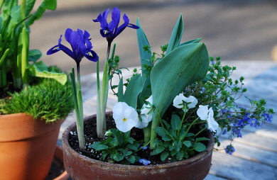 Siberian-Iris——玉簪属草本植物——annual-container-by-Rachel-James.jpg