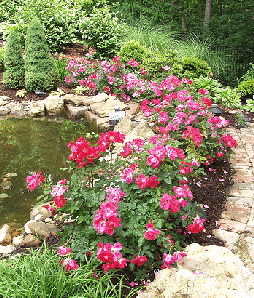 Tips to plant a beautiful rose garden