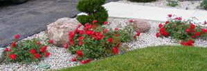 Red-Ribbons-Ground-Cover-Rose-by-万博游戏app下载Midwest Gardening.jpg