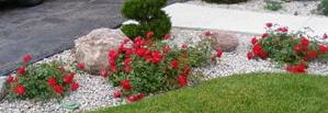 Red-Ribbons-Ground-Cover-Rose-by-Midwest Gardening.jpg